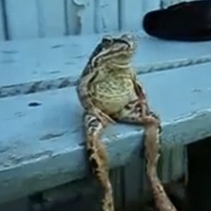 sitting-frog