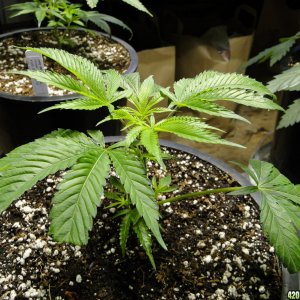 Jilly Bean Clone