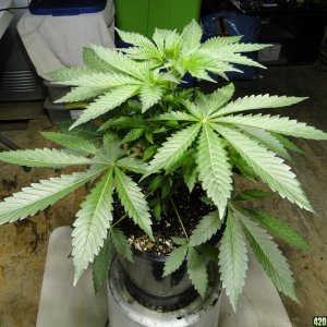 GrandPowKush Mother Plant