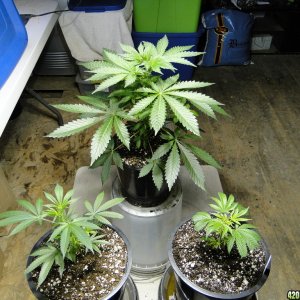 GrandPowKush/Jilly Bean Plants