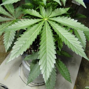 GrandPowKush Feeder Leaf