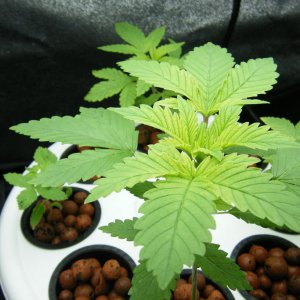 34_seedling_day28