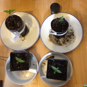 bagseeds experiment