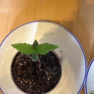 bagseeds experiment