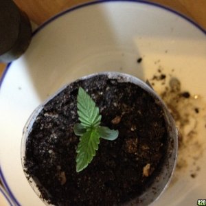 bagseeds experiment