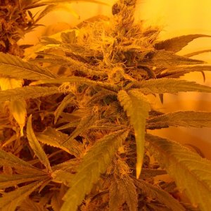 juicy fruit week 9