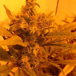 juicy fruit week 9