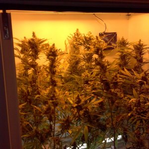 juicy fruit week 9