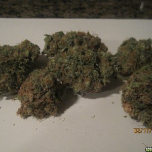 Cured White Widow