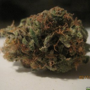 Cured White Widow