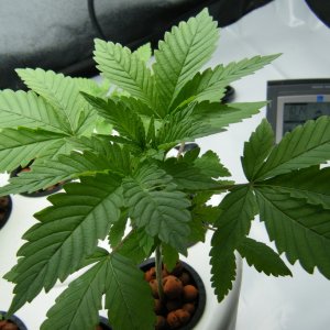 44_seedling_day31