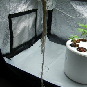 46_roots_day31