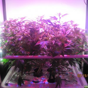 Blue Mystic 19 days into flower, OG Kush day 26 of veg.