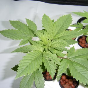 48_seedling_day32