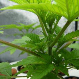 49_seedling_closeup_day32