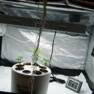 50_roots_day32