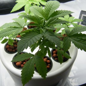 51_seedling_top_day33