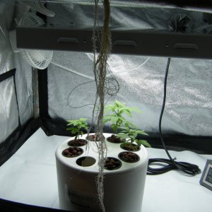 53_roots_day33