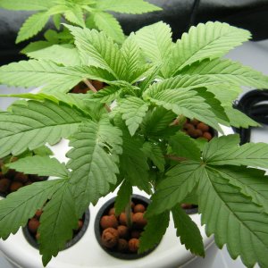 54_seedling_day34