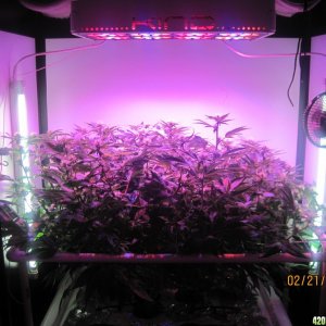 Blue Mystic Day 21 flower, OG Kush day 28 veg