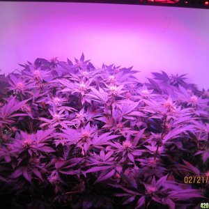 Blue Mystic Day 21 flower, OG Kush day 28 veg