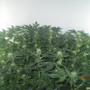 Blue Mystic Day 21 flower, OG Kush day 28 veg