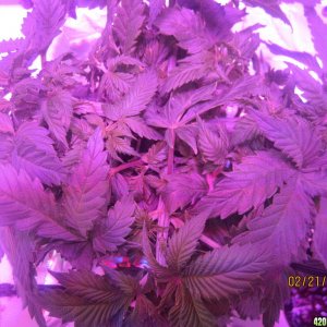 Blue Mystic Day 21 flower, OG Kush day 28 veg