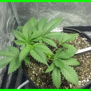 LST + 1ST TIME SUPERCROP