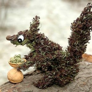 420-squirrel