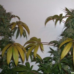 LUI_final_9wks_double_cola