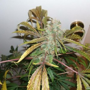 Diablo_1_cola_7wks