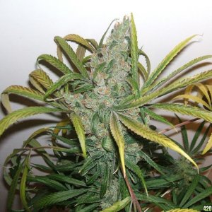 Diablo_2_cola_7wks