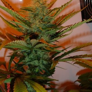 Day_39_B52_Cola