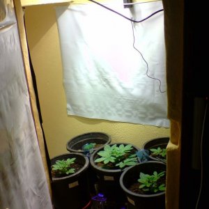 grow room