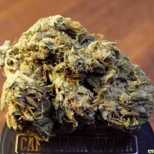 GrandPowKush (G.D.P. x Bubba Kush)