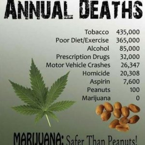 Peanuts kill more than Cannabis