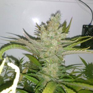 juicy fruit mid week 9