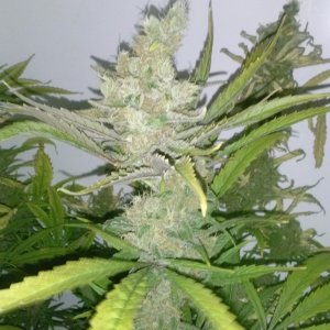 juicy fruit mid week 9