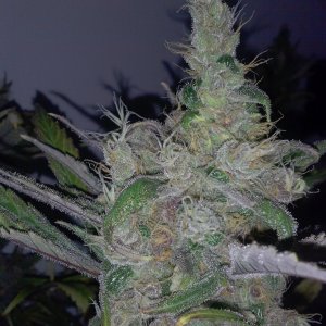 juicy fruit harvest