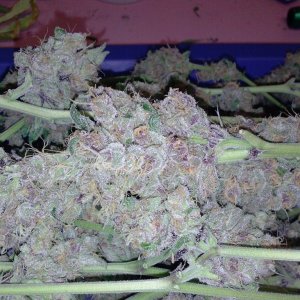 juicy fruit harvest