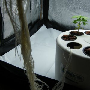 61_roots_day36