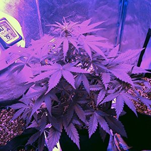 Led auto grow day 32