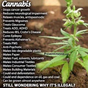 Cannabis Facts