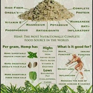 Hemp Seeds