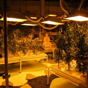 Buddha Cannabis Marijuana Garden Dispensary