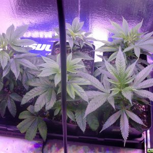 clones_veg_22614