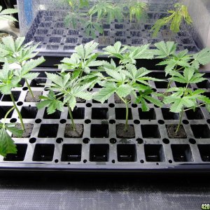 GrandPowKush Clones