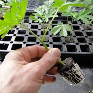 GrandPowKush Clones