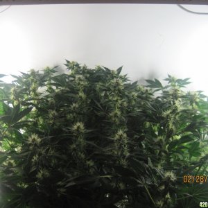 Blue Mystic Day 28 flower, OG Kush day 35 veg