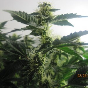 Blue Mystic Day 28 flower, OG Kush day 35 veg